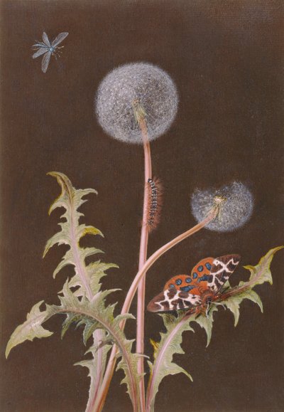 Dandelion (Taraxacum officinale) with Insects by Margaretha Barbara Dietzsch